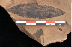 Foto (Detailsansicht) von Quercus palaeoilex Ettingshausen (NHMW-GEO-2024-0188-0827)